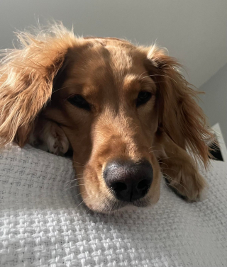 Illustration de l'article : 20 photos de chiens ayant un regard très expressif