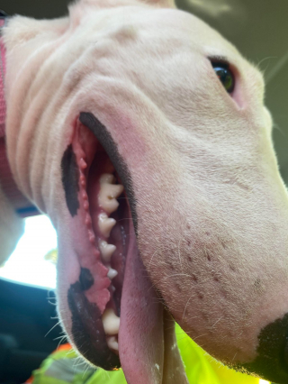 Illustration de l'article : 20 photos de chiens ayant un regard très expressif