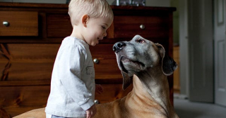 Illustration de l'article : 10 raisons pour lesquelles vous devriez emmener votre chien en vacances