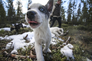 Illustration de l'article : 10 raisons pour lesquelles vous devriez emmener votre chien en vacances