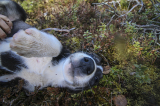 Illustration de l'article : 10 raisons pour lesquelles vous devriez emmener votre chien en vacances