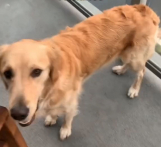 Illustration de l'article : Un couple de chiens filmé dans une scène de romance digne de Roméo et Juliette (vidéo)