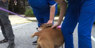 Illustration de l'article : Pendant un an, cette chienne de refuge rêve de connaître le bonheur de la vie de famille