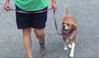 Illustration de l'article : Pendant un an, cette chienne de refuge rêve de connaître le bonheur de la vie de famille