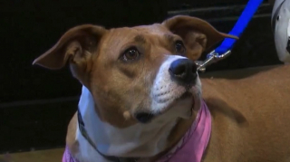 Illustration de l'article : Pendant un an, cette chienne de refuge rêve de connaître le bonheur de la vie de famille