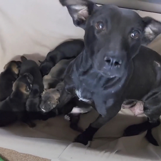 Illustration de l'article : Une chienne errante explose de joie en voyant les sauveteurs et leur demande d'aider ses chiots