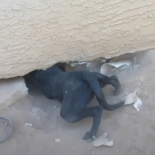 Illustration de l'article : Une chienne errante explose de joie en voyant les sauveteurs et leur demande d'aider ses chiots