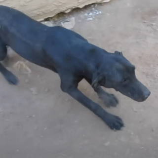 Illustration de l'article : Une chienne errante explose de joie en voyant les sauveteurs et leur demande d'aider ses chiots