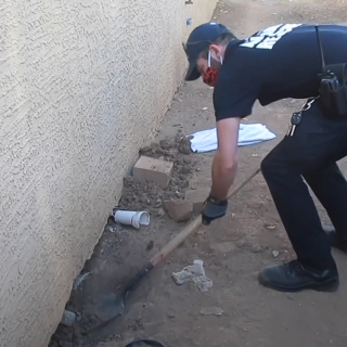 Illustration de l'article : Une chienne errante explose de joie en voyant les sauveteurs et leur demande d'aider ses chiots