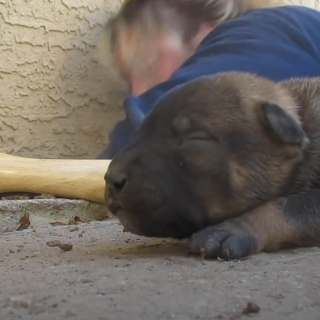 Illustration de l'article : Une chienne errante explose de joie en voyant les sauveteurs et leur demande d'aider ses chiots