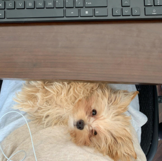 Illustration de l'article : 20 photos de chiots adorables auxquels nous ne pouvons pas résister ! 