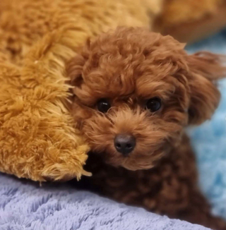 Illustration de l'article : 20 photos de chiots adorables auxquels nous ne pouvons pas résister ! 