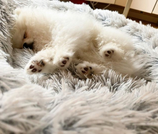 Illustration de l'article : 20 photos de chiots adorables auxquels nous ne pouvons pas résister ! 