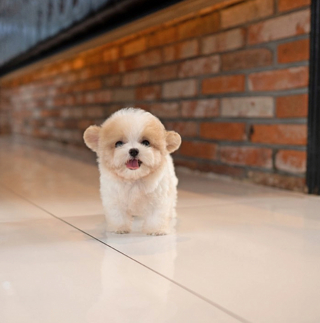 Illustration de l'article : 20 photos de chiots adorables auxquels nous ne pouvons pas résister ! 