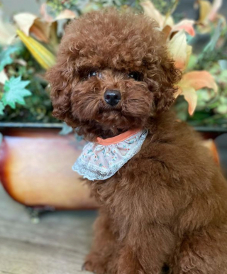 Illustration de l'article : 20 photos de chiots adorables auxquels nous ne pouvons pas résister ! 