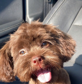 Illustration de l'article : 20 photos de chiots adorables auxquels nous ne pouvons pas résister ! 