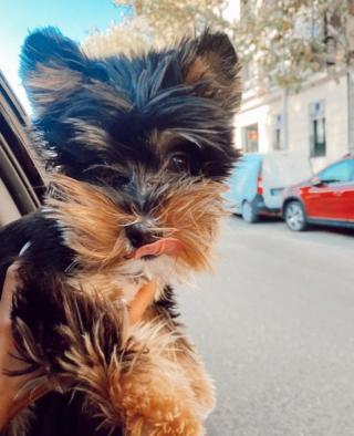 Illustration de l'article : 20 photos de chiots adorables auxquels nous ne pouvons pas résister ! 
