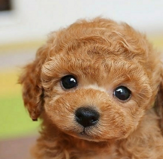 Illustration de l'article : 20 photos de chiots adorables auxquels nous ne pouvons pas résister ! 
