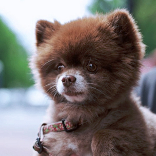 Illustration de l'article : 20 photos de chiots adorables auxquels nous ne pouvons pas résister ! 
