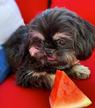 Illustration de l'article : 20 photos de chiots adorables auxquels nous ne pouvons pas résister ! 