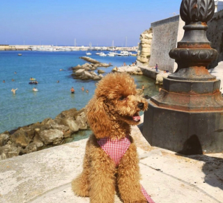 Illustration de l'article : 20 photos de chiots adorables auxquels nous ne pouvons pas résister ! 