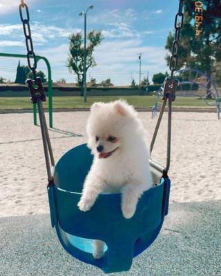 Illustration de l'article : 20 photos de chiots adorables auxquels nous ne pouvons pas résister ! 