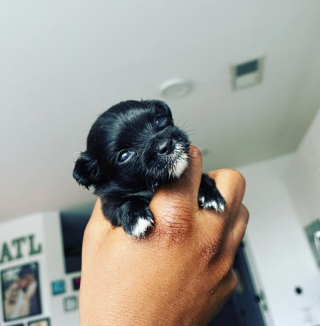 Illustration de l'article : 20 photos de chiots adorables auxquels nous ne pouvons pas résister ! 