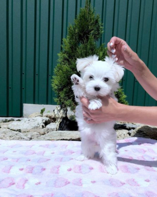 Illustration de l'article : 20 photos de chiots adorables auxquels nous ne pouvons pas résister ! 