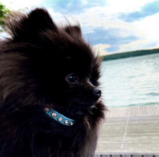 Illustration de l'article : 20 photos de chiots adorables auxquels nous ne pouvons pas résister ! 