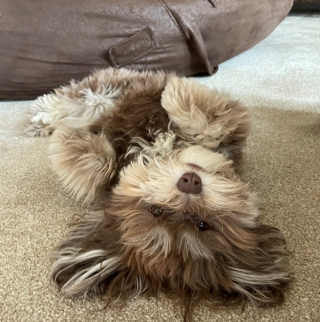 Illustration de l'article : 20 photos de chiots adorables auxquels nous ne pouvons pas résister ! 