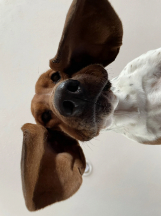 Illustration de l'article : 16 photos irrésistibles de chiens vus d'en bas