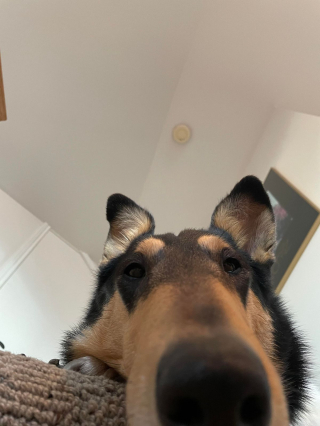 Illustration de l'article : 16 photos irrésistibles de chiens vus d'en bas