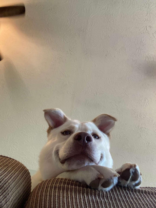 Illustration de l'article : 16 photos irrésistibles de chiens vus d'en bas