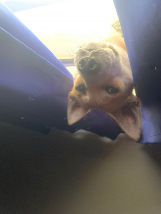 Illustration de l'article : 16 photos irrésistibles de chiens vus d'en bas