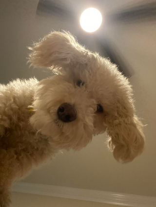 Illustration de l'article : 16 photos irrésistibles de chiens vus d'en bas