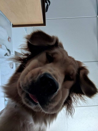 Illustration de l'article : 16 photos irrésistibles de chiens vus d'en bas