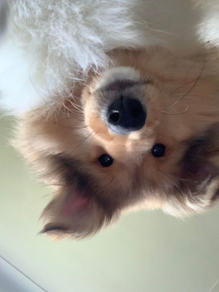 Illustration de l'article : 16 photos irrésistibles de chiens vus d'en bas