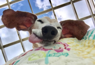 Illustration de l'article : 16 photos irrésistibles de chiens vus d'en bas