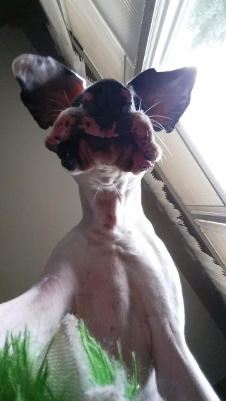 Illustration de l'article : 16 photos irrésistibles de chiens vus d'en bas