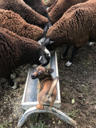 Illustration de l'article : Malgré sa petite taille, cette chienne accomplit son rôle de bergère avec une maîtrise et une énergie remarquables (vidéo)