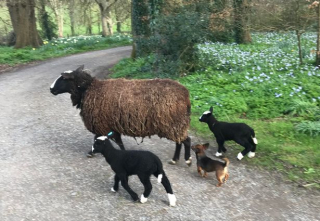 Illustration de l'article : Malgré sa petite taille, cette chienne accomplit son rôle de bergère avec une maîtrise et une énergie remarquables (vidéo)