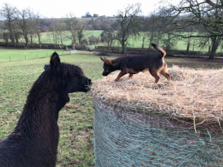 Illustration de l'article : Malgré sa petite taille, cette chienne accomplit son rôle de bergère avec une maîtrise et une énergie remarquables (vidéo)