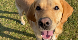 Illustration de l'article : « Ma vie n'a jamais été meilleure » : une jeune femme malade voit le bout du tunnel grâce à sa chienne