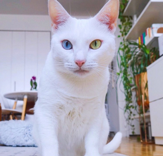 Illustration de l'article : 18 photos d'animaux de compagnie qui sont nés avec des particularités physiques les rendant uniques