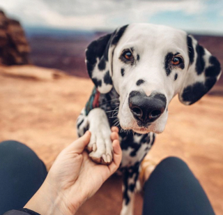 Illustration de l'article : 18 photos d'animaux de compagnie qui sont nés avec des particularités physiques les rendant uniques
