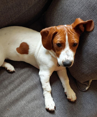 Illustration de l'article : 18 photos d'animaux de compagnie qui sont nés avec des particularités physiques les rendant uniques