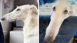Illustration de l'article : 18 photos d'animaux de compagnie qui sont nés avec des particularités physiques les rendant uniques