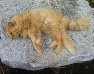Illustration de l'article : 18 photos d'animaux de compagnie qui sont nés avec des particularités physiques les rendant uniques