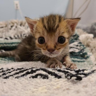 Illustration de l'article : Âgé de quelques jours, ce chaton frêle et gravement blessé montre un esprit combatif incroyable (vidéo)
