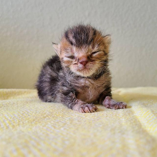 Illustration de l'article : Âgé de quelques jours, ce chaton frêle et gravement blessé montre un esprit combatif incroyable (vidéo)